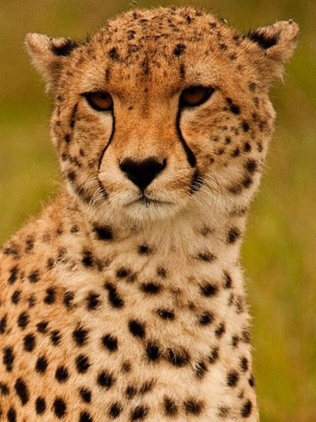 cheetah10