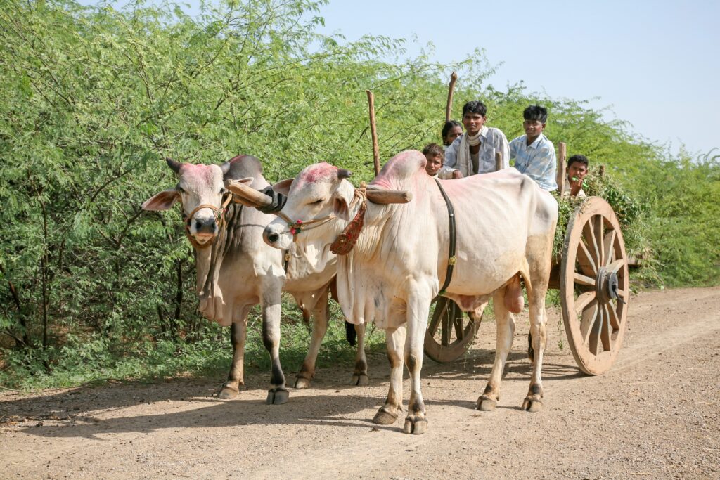 Indian Farmers on Bullockcart